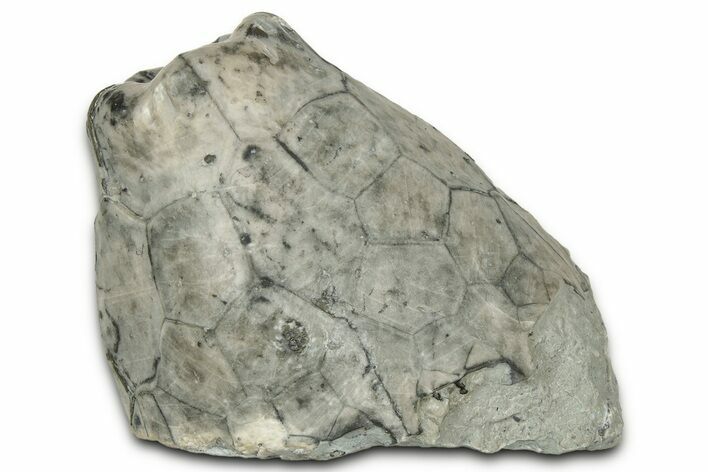 Fossil Crinoid (Eucalyptocrinus) Calyx - Indiana #325955